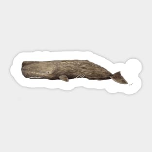 Sperm whale Physeter macrocephalus Sticker